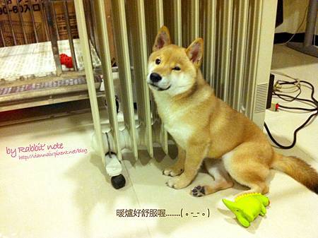 12愛暖爐的柴犬 12愛暖爐的柴犬