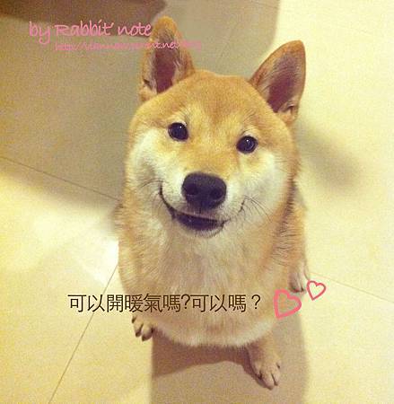 15想開暖氣的現實狗