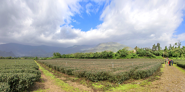 茶園 (2).jpg 茶園 (2).jpg