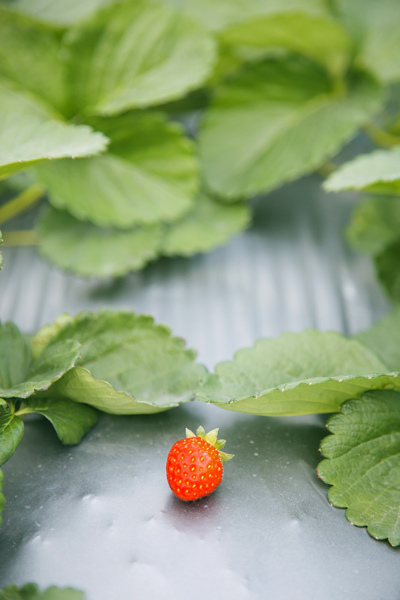 採草莓 (2).jpg