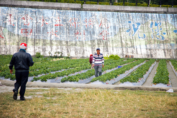 採草莓 (1).jpg 採草莓 (1).jpg