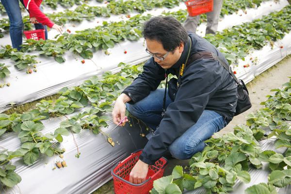 採草莓 (3).jpg 採草莓 (3).jpg