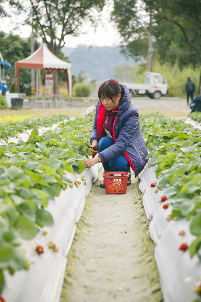 採草莓 (5).jpg 採草莓 (5).jpg