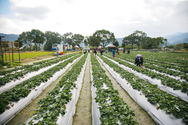 採草莓 (4).jpg 採草莓 (4).jpg