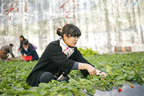 採草莓 (6).jpg 採草莓 (6).jpg