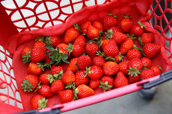 採草莓 (9).JPG 採草莓 (9).JPG