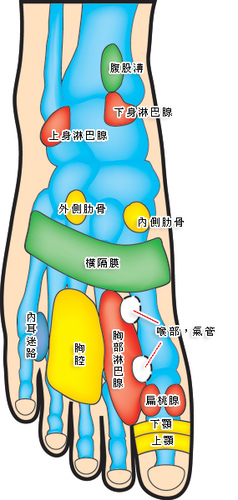 好处 敲打 胆 经 的 好处 图 jpg 440x267 49kb 敲打 胆 经 ...