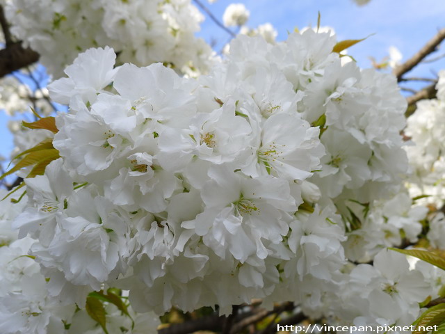 南大手櫓門前 櫻花2