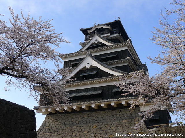 櫻花簇擁大天守閣