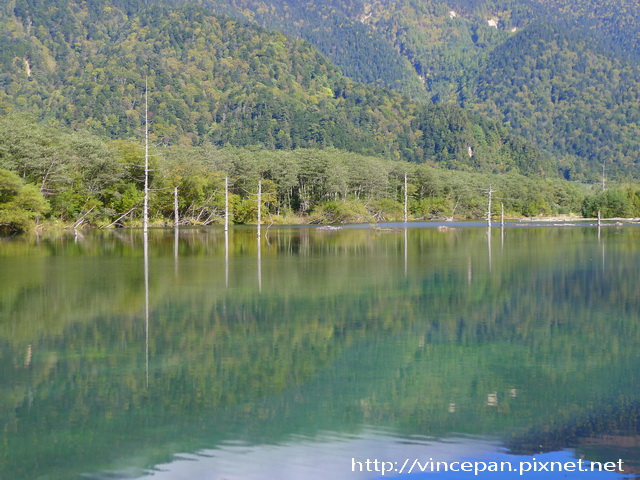 大正池 枯木