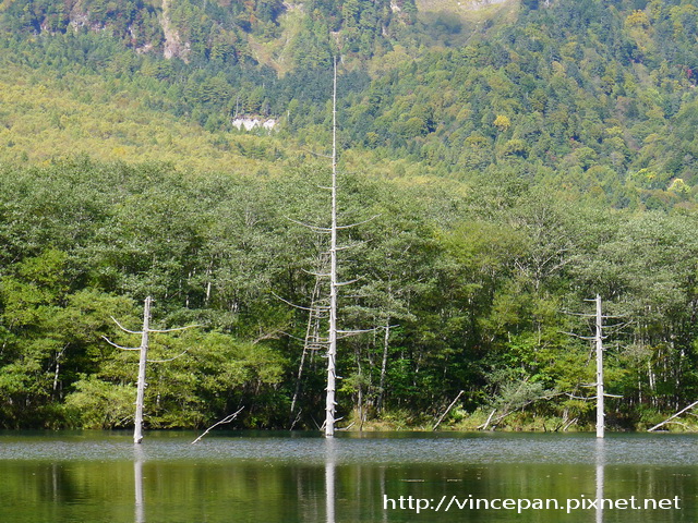 大正池 枯木 2 大正池 枯木 2