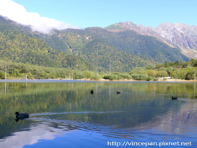 大正池 野鴨1 大正池 野鴨1