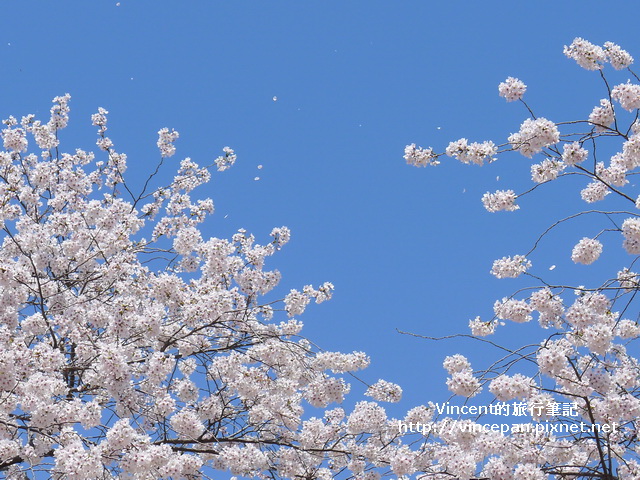 櫻花吹雪1