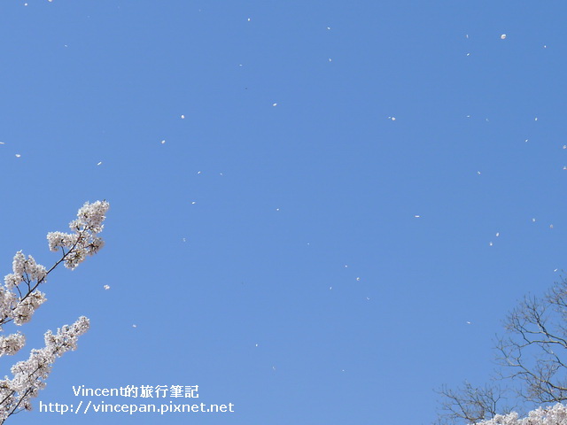 櫻花吹雪2