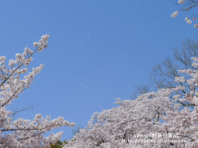 櫻花吹雪3