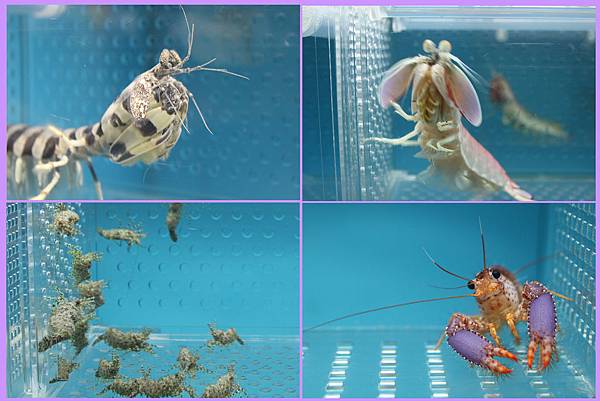 1020907_螃蟹館蝦