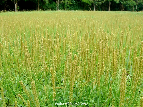 DSC07926p DSC07926p