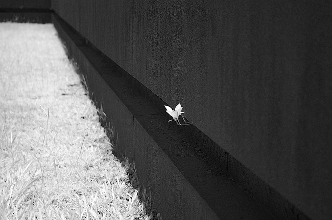 IMGP4139.jpg IMGP4139.jpg