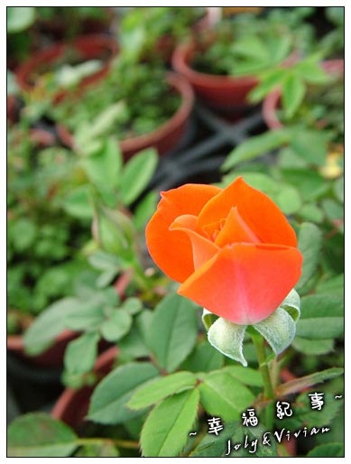 DSCF2558.jpg