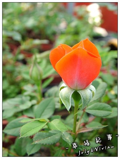 DSCF2557.jpg