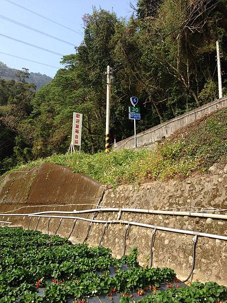 草莓鄉 草莓鄉