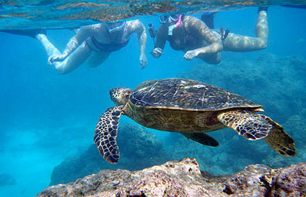 hanauma bay sea turtle