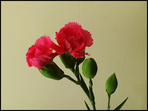 DSC_0798 DSC_0798