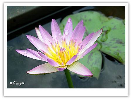 台北市植物園-荷花-01.jpg 台北市植物園-荷花-01.jpg