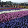 花博圓山花海-06.JPG