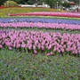 花博圓山花海-10.JPG