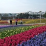 花博圓山花海-07.JPG