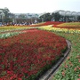 花博圓山花海-14.JPG