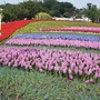 花博圓山花海-11.JPG