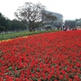花博圓山花海-02.JPG