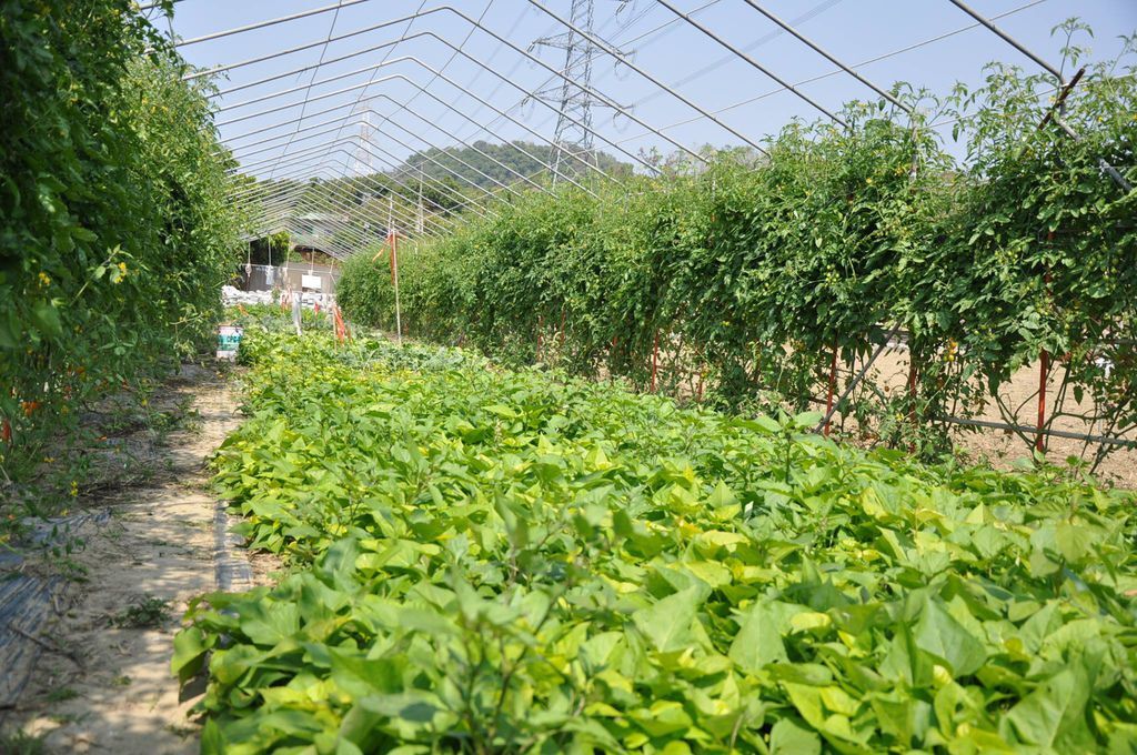 1597567_594797923927633_1091570776_o