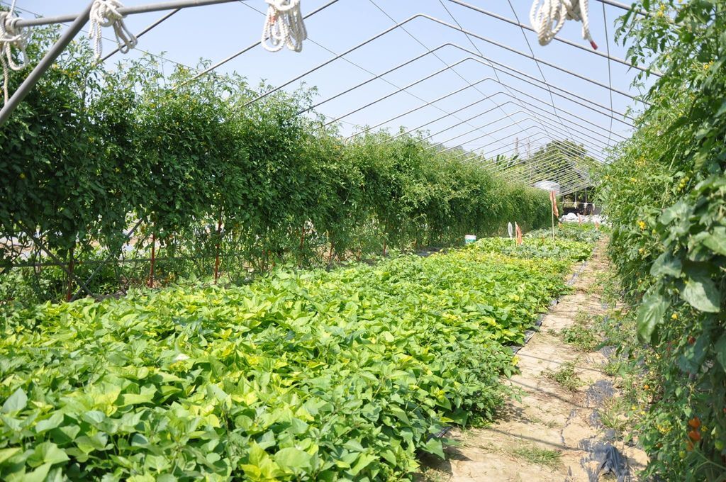 1799992_594797920594300_1086012099_o