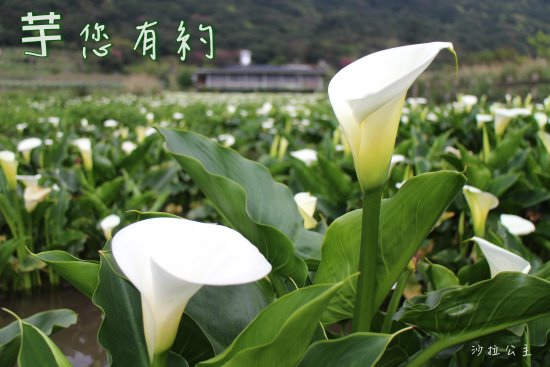 2015陽明山竹子湖海芋(3/20～4/26)/北投景點/名廚二店 @ 沙拉公主吃喝玩樂看世界 :: 痞客邦 PIXNET ::