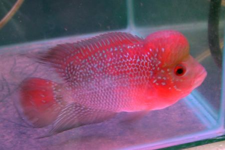 1104花羅漢 1104花羅漢