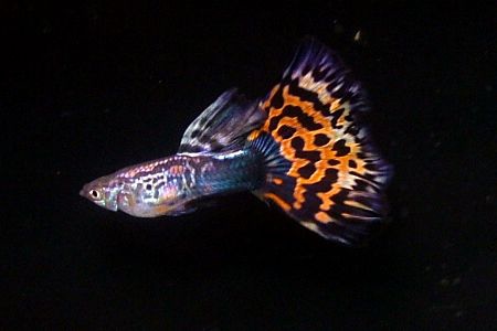 古老紅馬 古老紅馬