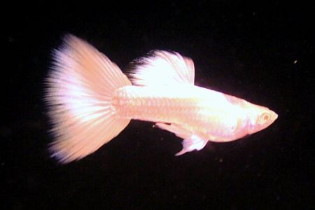 白金黃禮白子 白金黃禮白子