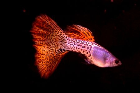 金屬紅蕾絲蛇王 金屬紅蕾絲蛇王