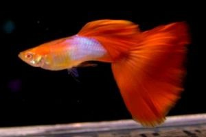 日本藍紅尾白子