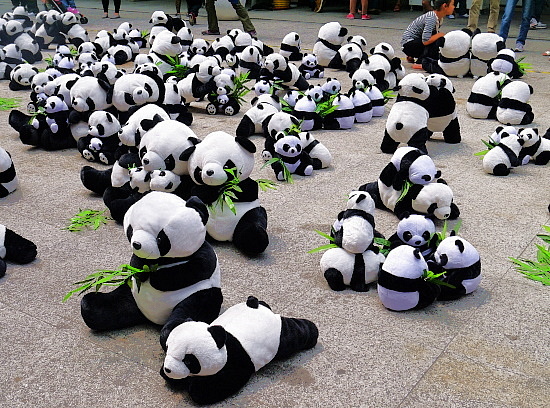 台中貓熊.JPG 台中貓熊.JPG