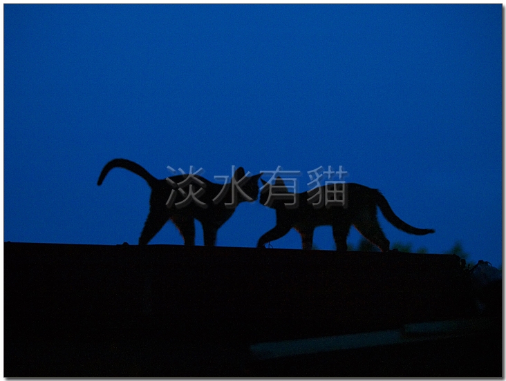 淡水夜貓之一.jpg 淡水夜貓之一.jpg