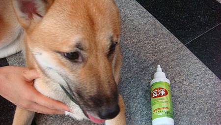 狸狸清耳朵 (15)