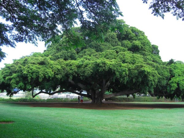tree-hawaii