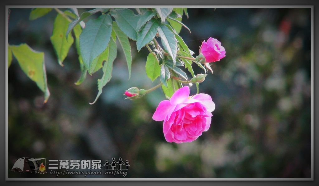 新竹尖石 紅薔薇景觀餐廳露營趣 三萬芬家的慢活筆記 痞客邦