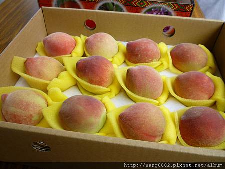 五月是那瑪夏鄉水蜜桃的季節.JPG 五月是那瑪夏鄉水蜜桃的季節.JPG