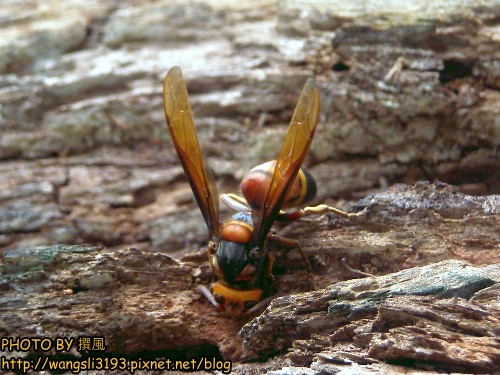 My Feelings and My NCUE: 【白沙乱闯鹰不落】中兴大学~真的甚么都有呀--动物、蝴蝶、美女、会迷路的校园