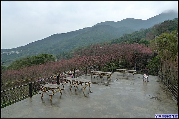 冬末初訪櫻花季.jpg 冬末初訪櫻花季.jpg